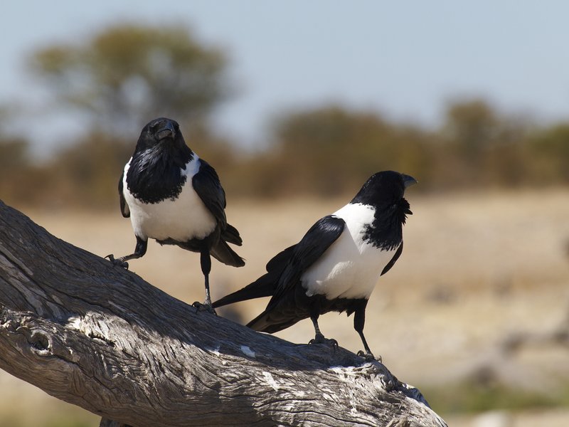 Etosha National Park, Crow